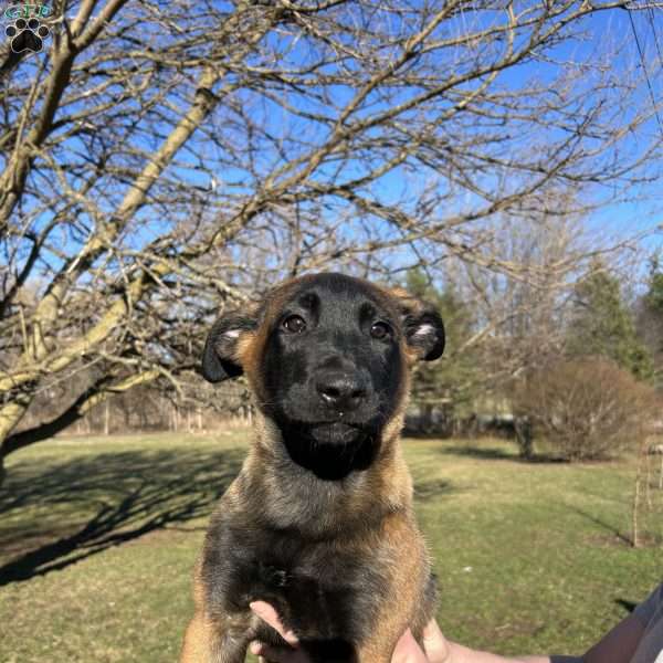 Pink, Belgian Malinois Puppy